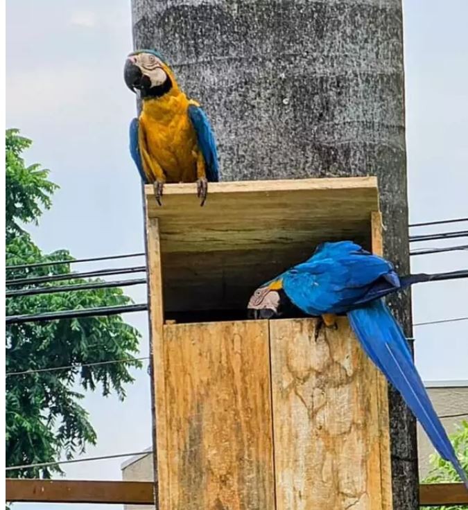 Após árvore com ninho cair, filhotes de arara ganham nova 'casa' em MS