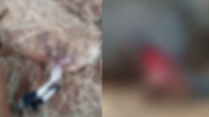 Será? Animais amanhecem mortos e morador suspeita de ataque de onça em Campo Grande
