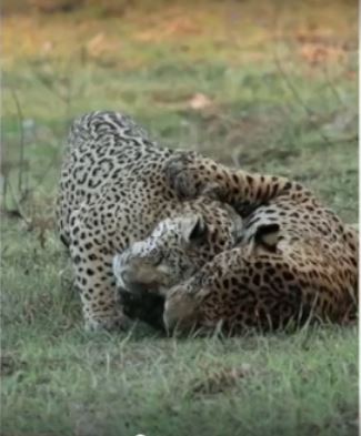Casal de onças trocam carinhos e dormem de 'conchinha' no Pantanal de MS; veja o vídeo