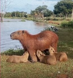 Olha que fofura: mamãe capivara amamenta filhotes e encanta moradores em MS