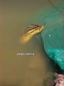 VÍDEO: Sucuri é flagrada tentando 'roubar' iscas de pescador em MS
