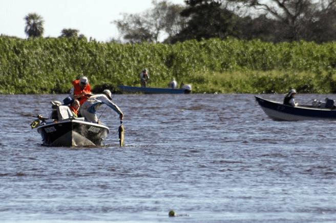 Pesque e solte está liberado nos rios Paraná e Paraguai em MS