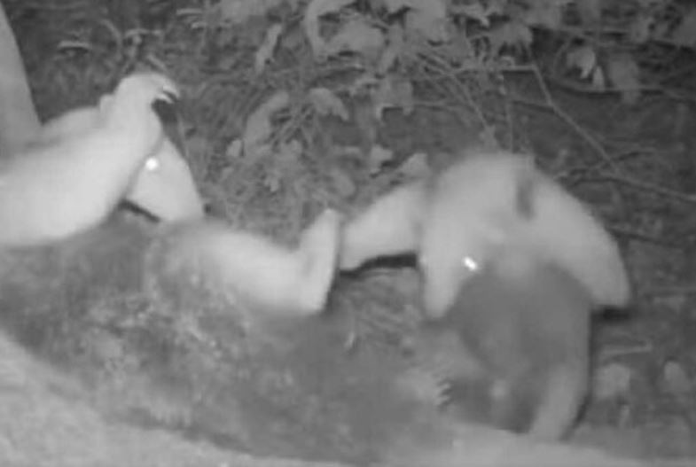 VÍDEO: Tamanduás são flagrados 'brincando' e cena fofa chama a atenção de sul-mato-grossenses