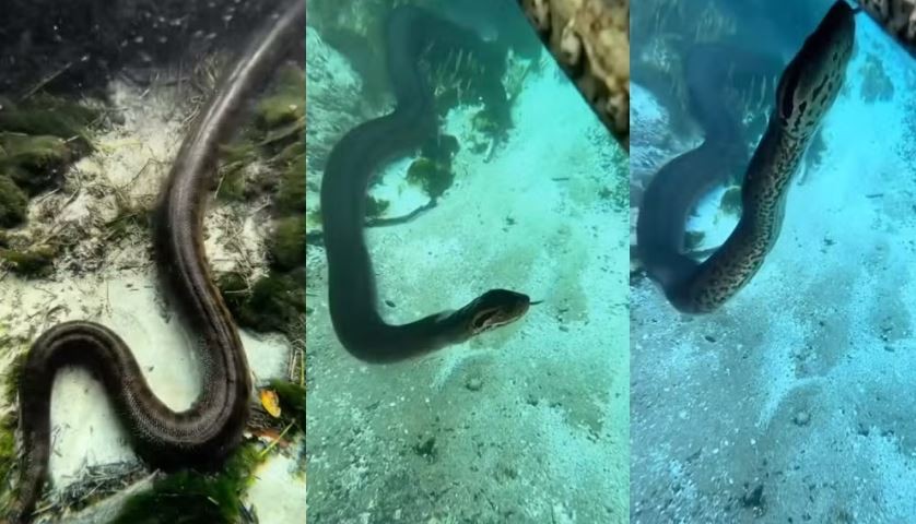 VÍDEO: Sucuri gigante surpreende turistas e tenta subir em barco durante passeio em MS