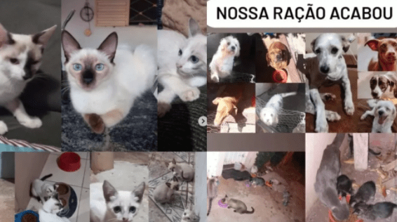 Abrigo que tem mais de 80 pets implora por ajuda e doações: 'Nossa ração acabou'