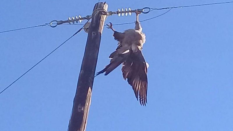 Pombo bate em rede elétrica e moradores ficam sem energia em Pedro Juan Caballero