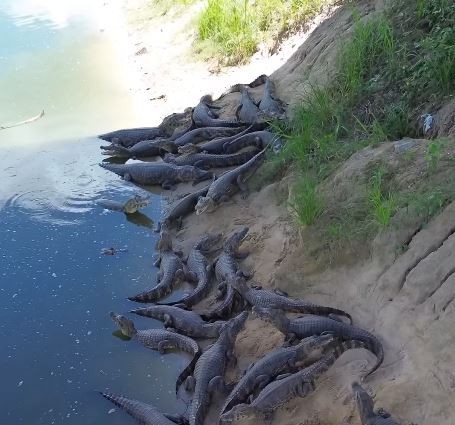 VÍDEO: Para fugir do calor, jacarés se 'amontoam' em sombra de ponte em MS