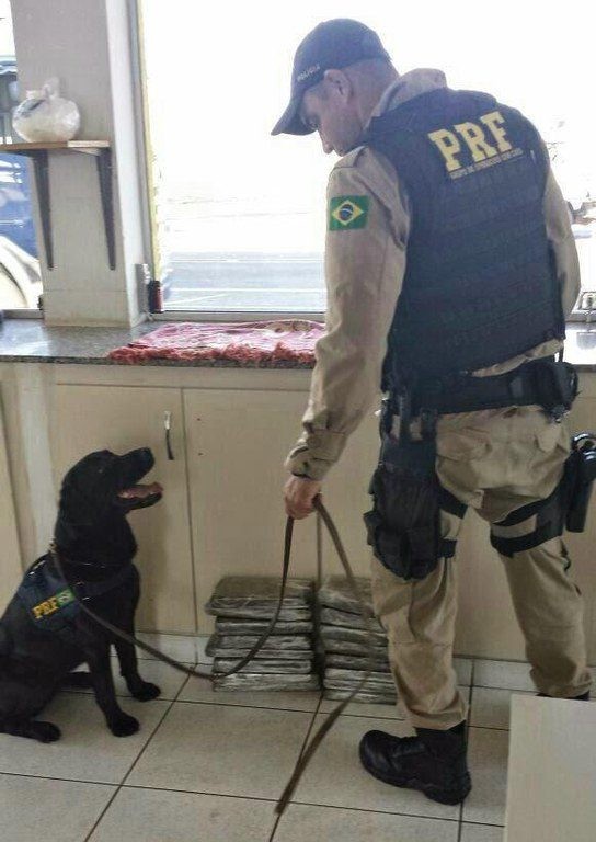 K9 Meg, cachorra da PRF-MS, morre após anos de serviço no combate ao tráfico de drogas