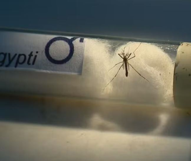 MS registra mais de 7 mil casos confirmados de dengue em apenas uma semana