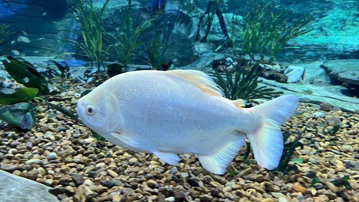 Peixes do aquário de Bonito encontram novo lar no Bioparque Pantanal