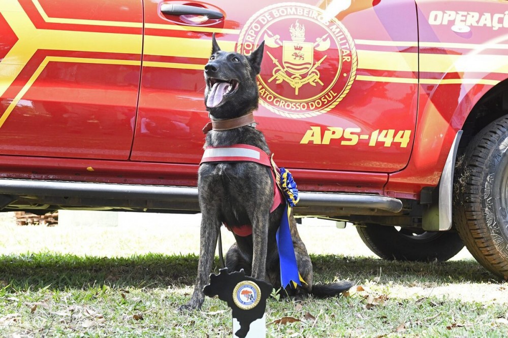 Cadela Laika reforça equipe de bombeiros na busca por desaparecidos no RS