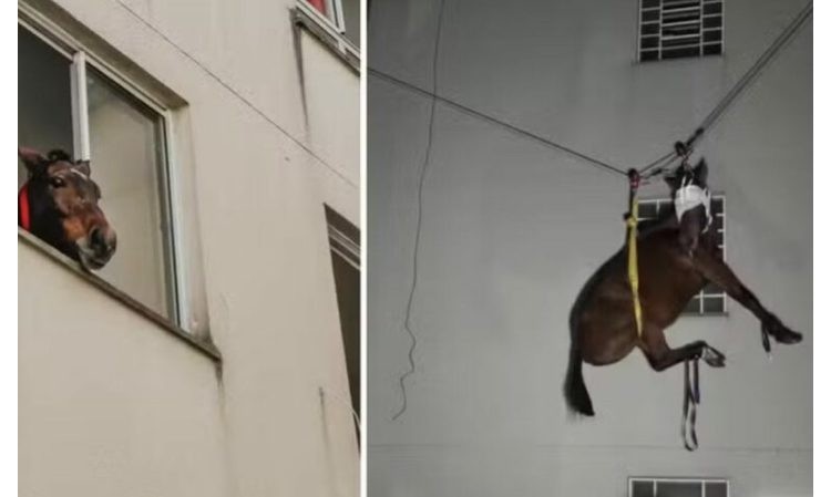 VÍDEO: Égua é resgatada por bombeiros de MS após ficar 10 dias em 3º andar de prédio no RS