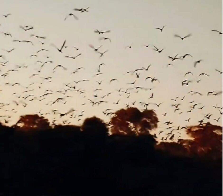 VÍDEO: Fim de tarde deixa o céu de MS ainda mais bonito com revoada de tapicurus