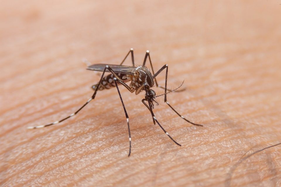 Mato Grosso do Sul registra mais de 10 mil casos confirmados de dengue