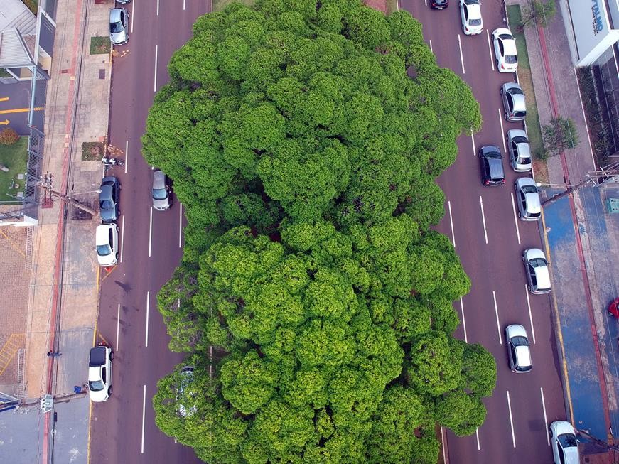 Campo Grande recebe pela 3ª vez consecutiva o título internacional pela conservação das florestas urbanas