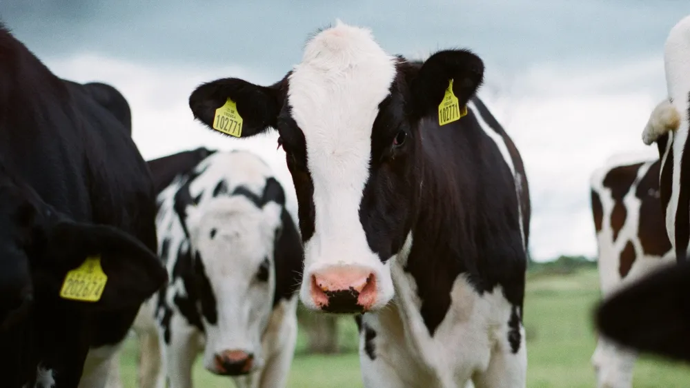 Homem morre ao tentar abusar sexualmente de vaca e levar coice