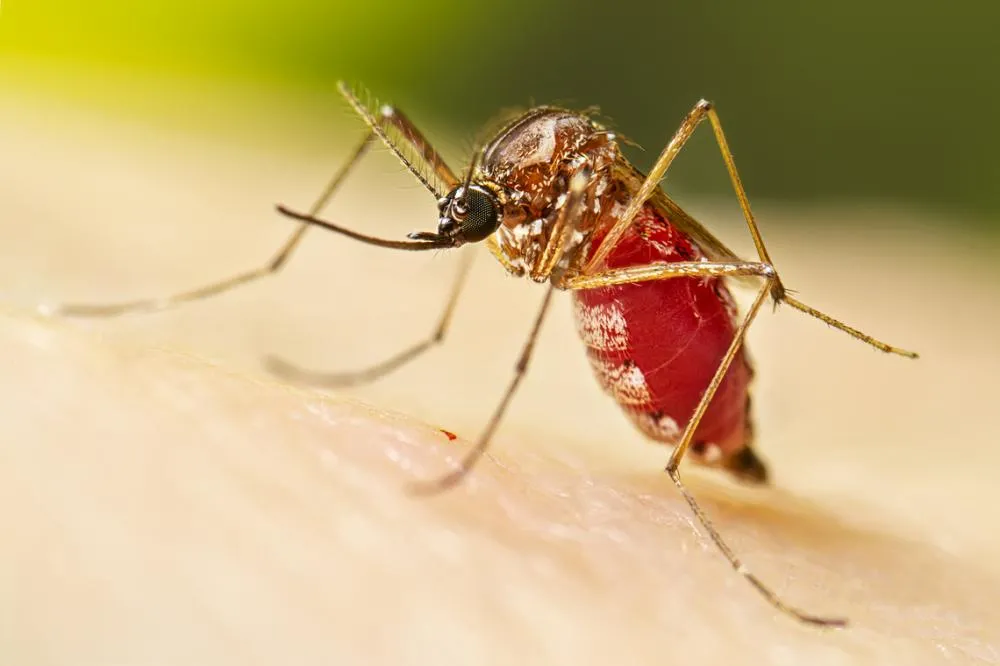 Saúde de MS investiga morte suspeita de dengue em Campo Grande