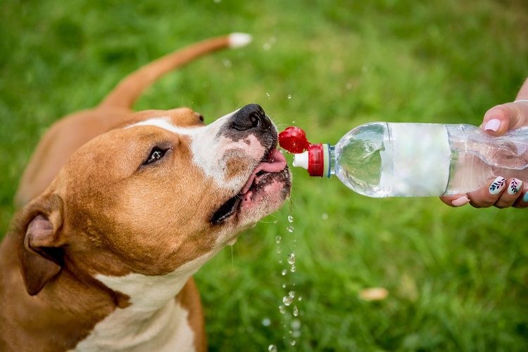 Calor intenso requer cuidados extras com os animais domésticos