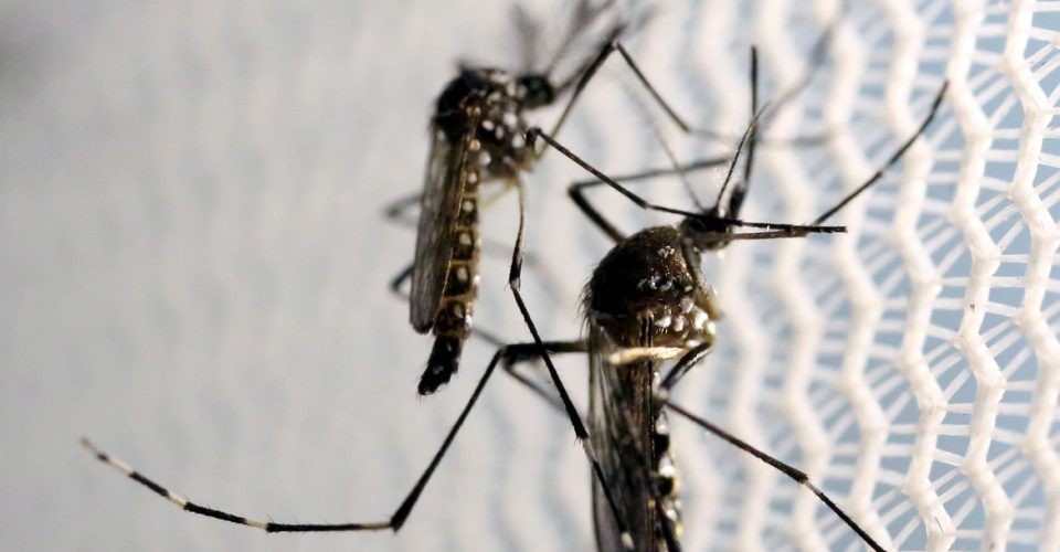Em todo o país, casos de dengue aumentam 95% em relação a 2021