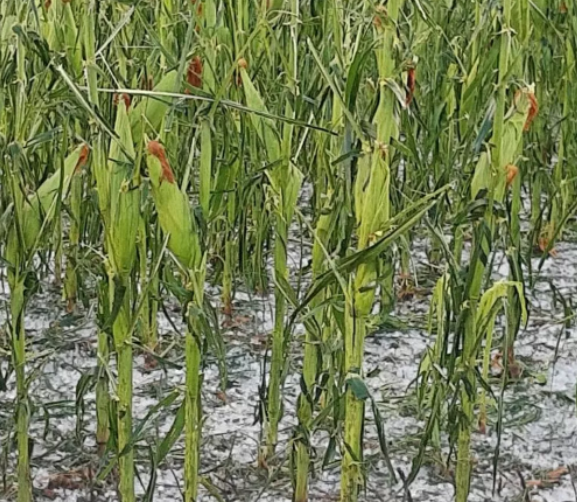 Granizo e vento forte provocam prejuízo de mais de R$ 19 milhões em lavouras de MS