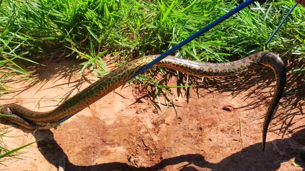 Filhote de sucuri com quase 2 metros é encontrada em clube de MS