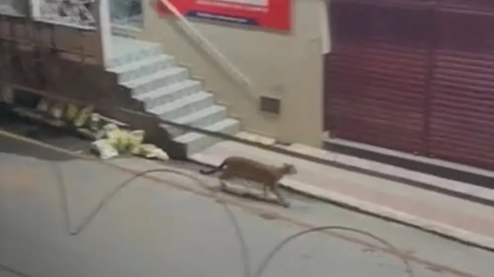 VÍDEO: Onça invade garagem no centro da cidade, causa correria e vira atração nas redes