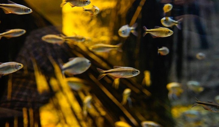Aquário do Pantanal tem reprodução inédita de nova espécie de peixe