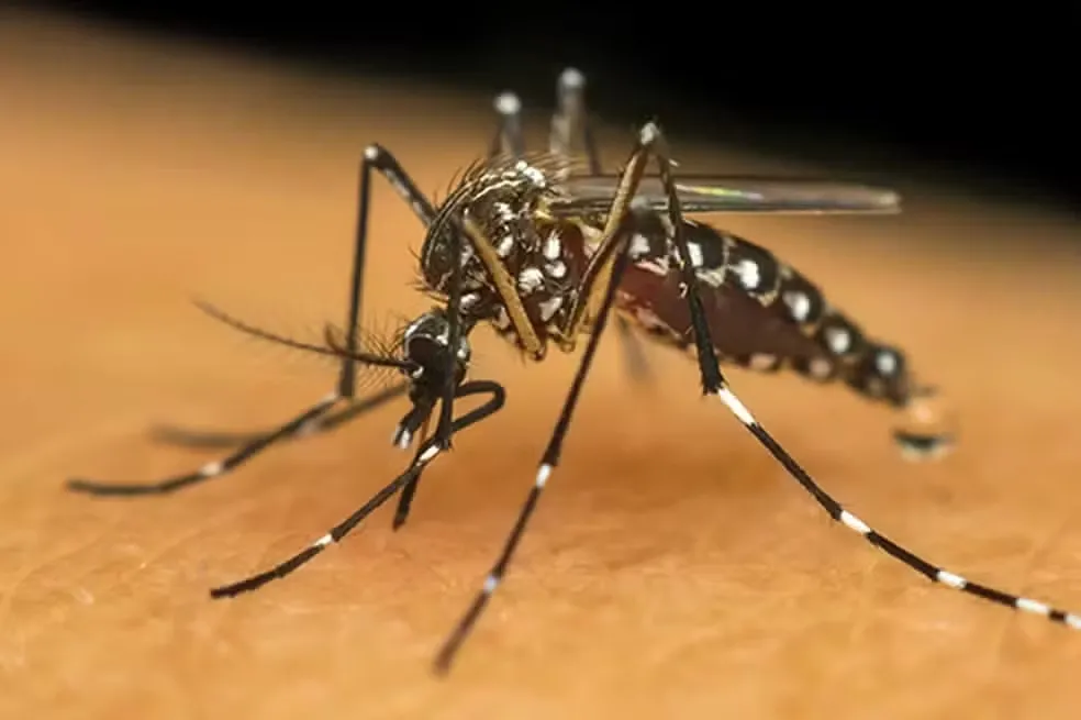 Chikungunya provoca 5 mortes e Mato Grosso do Sul enfrenta pior surto em 10 anos