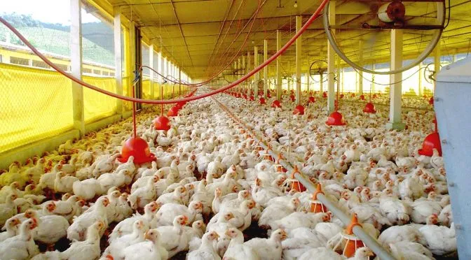 SEGURO: MS zera suspeitas e mantém status livre de gripe aviária