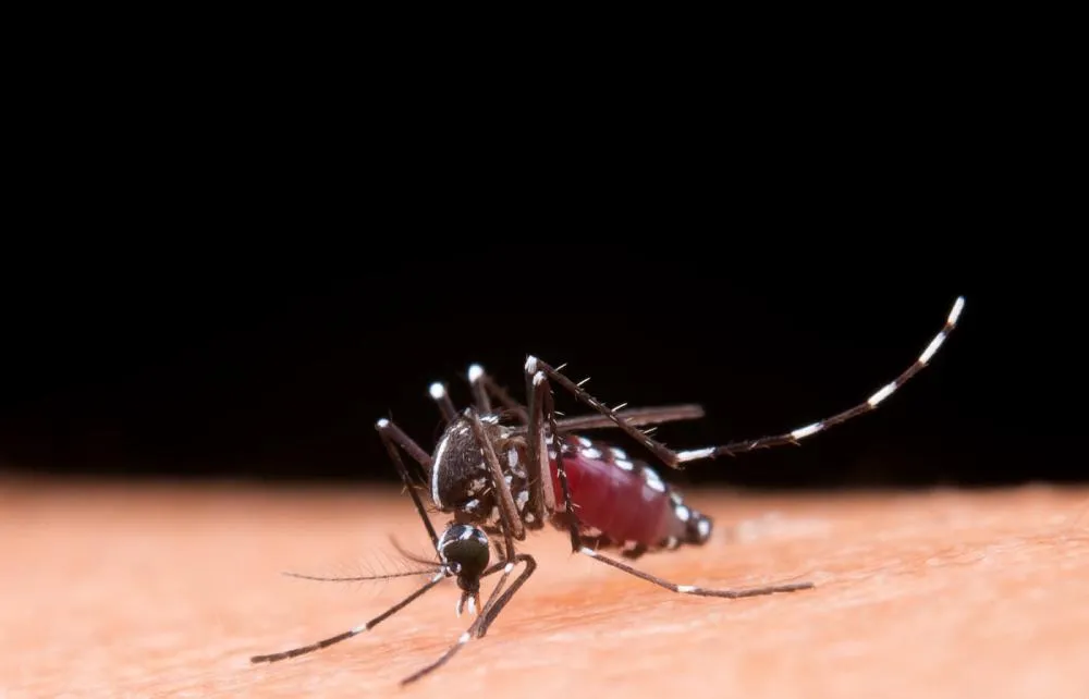 Chikungunya causa 6 mortes e faz de 2025 o ano mais letal da doença em MS