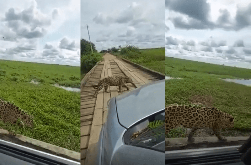 Juma, é você? Motorista flagra 'onça' atravessando ponte e vídeo circula nas redes sociais
