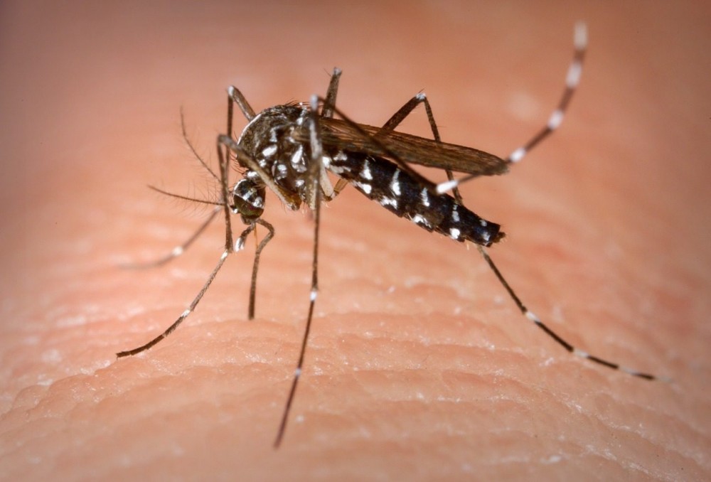 Dengue: combater o Aedes aegypti é responsabilidade de todos