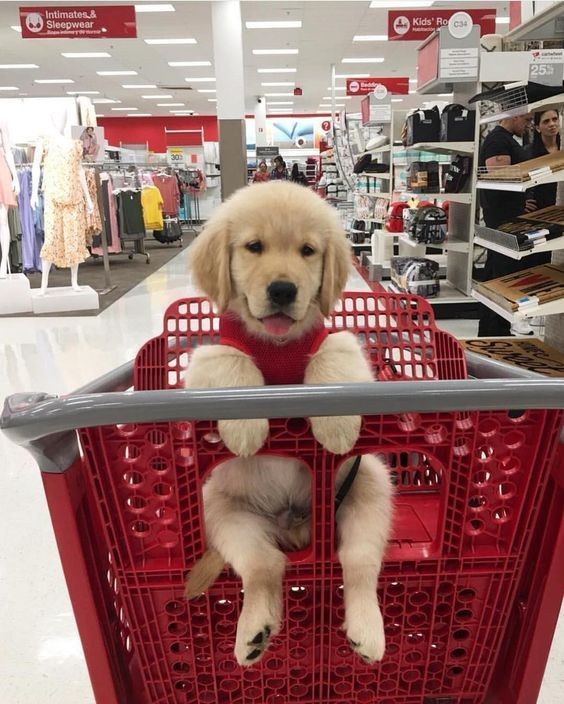 Ambientes pet friendly: Veja como deve ser o comportamento dos tutores