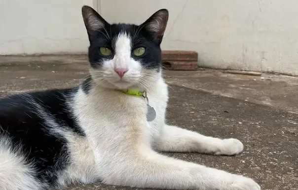 Frajola é impedido de comer e condomínio poderá pagar R$ 20 mil em multa