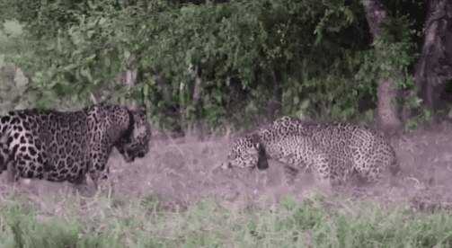 VÍDEO: Onça fêmea briga com macho por mais de 4 horas em busca de acasalamento