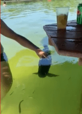 Amor à primeira vista? Peixe se apaixona por turista durante passeio no MS