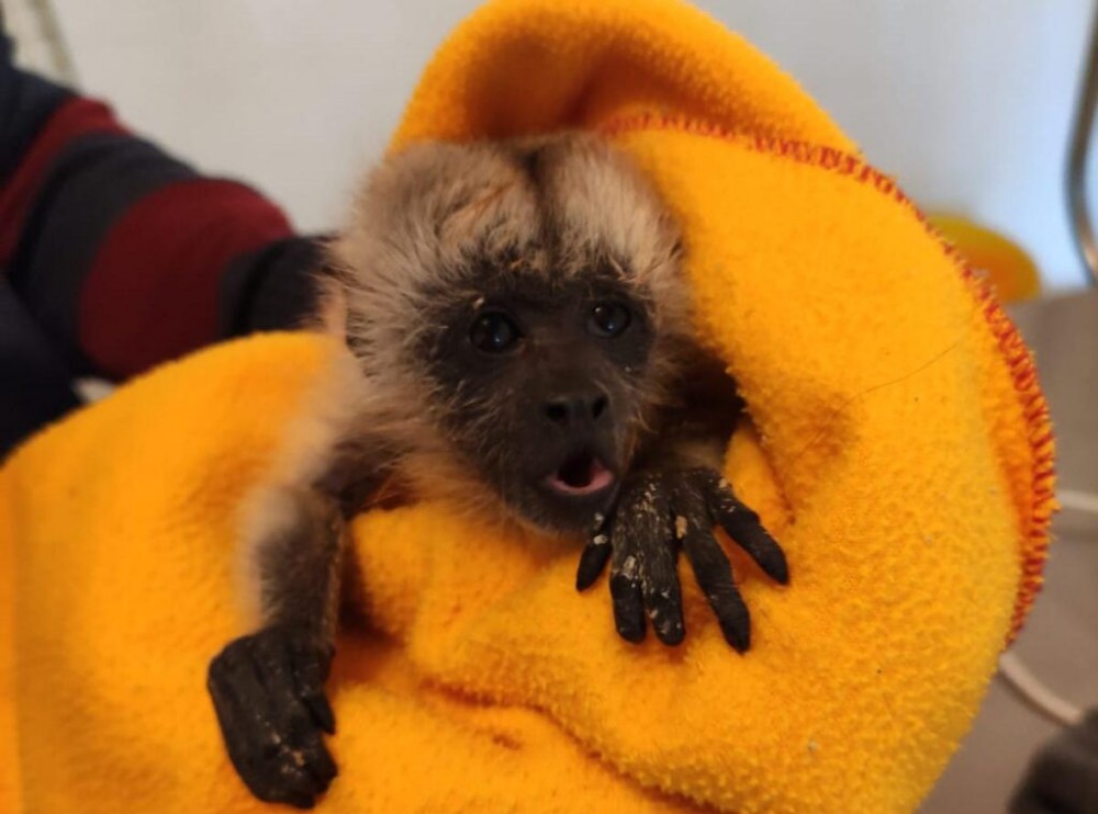 Filhote macaco abandonado pela mãe durante ataque de cães é resgatado em MS