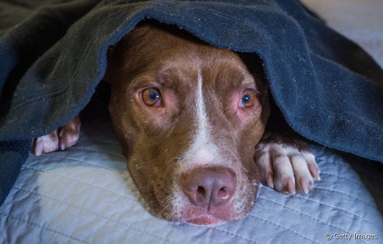 Não pode levar para casa? Então veja como ajudar animais que vivem nas ruas