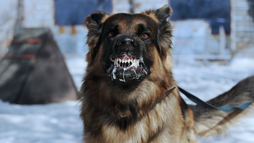 Chega a 89 o número de animais infectados com raiva em MS, diz SES