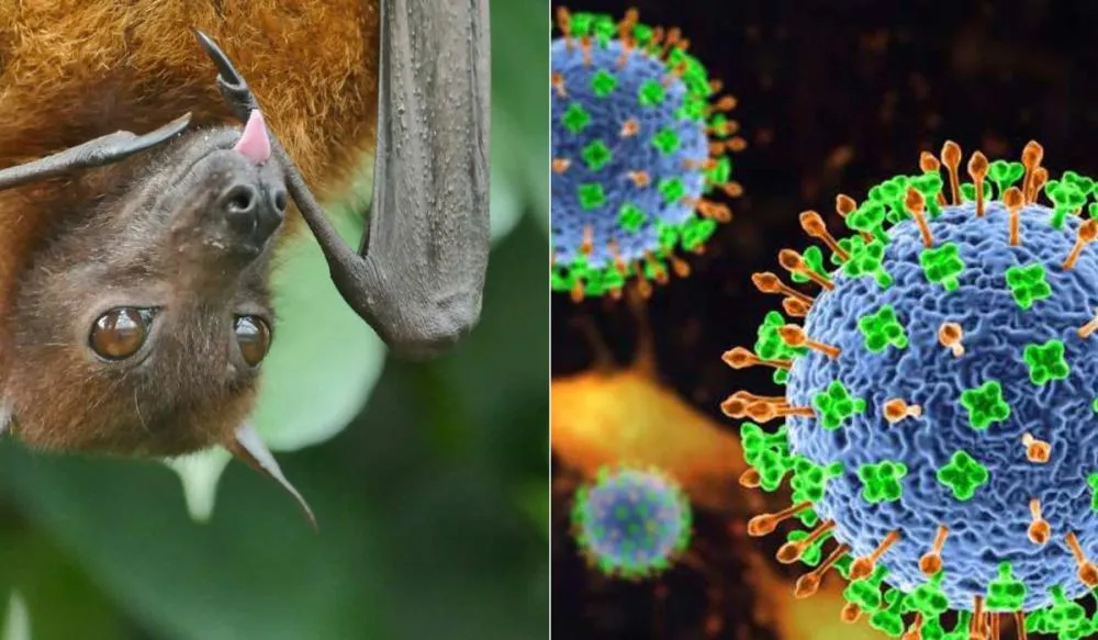 Especialista do Hospital Universitário explica riscos do vírus Nipah e afasta ameaça ao Brasil
