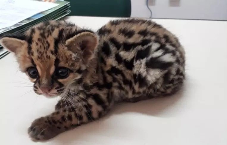 VÍDEO: Crianças encontram filhote de jaguatirica e salvam o animal no meio de rio