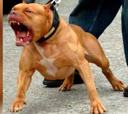 Pitbull é morto com dois tiros após matar gato e atacar famílias em MS