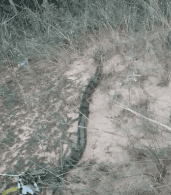 VÍDEO: jiboia de 2 metros aparece 
