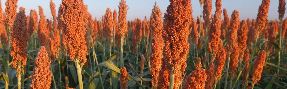 Mato Grosso do Sul deve ampliar em 64,76% a produção de sorgo em 2026 e manter posição entre os maiores produtores da cultura no país