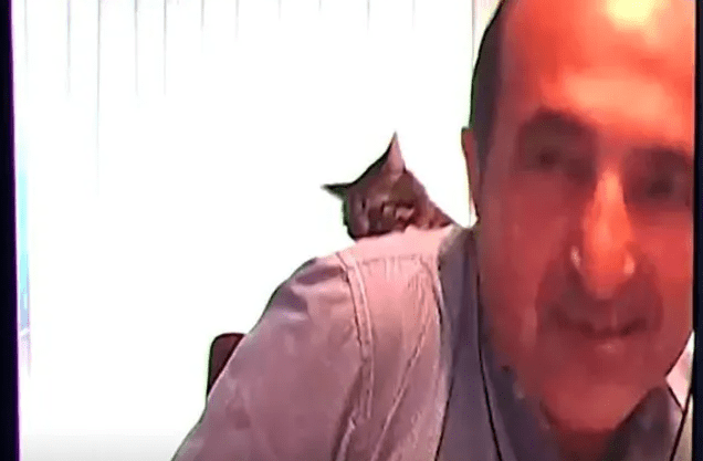VÍDEO: Gato dá 