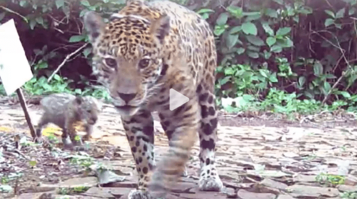 VÍDEO: onça-pintada e filhote são flagrados passeando em cidade de MS