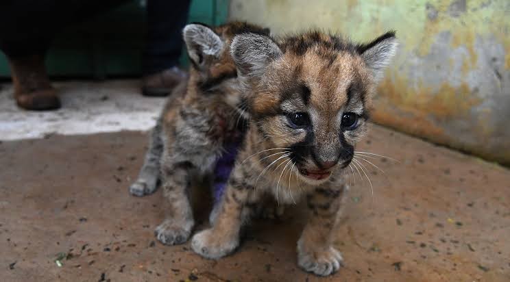 Primeiro hospital de animais selvagens do mundo será instalado no MS