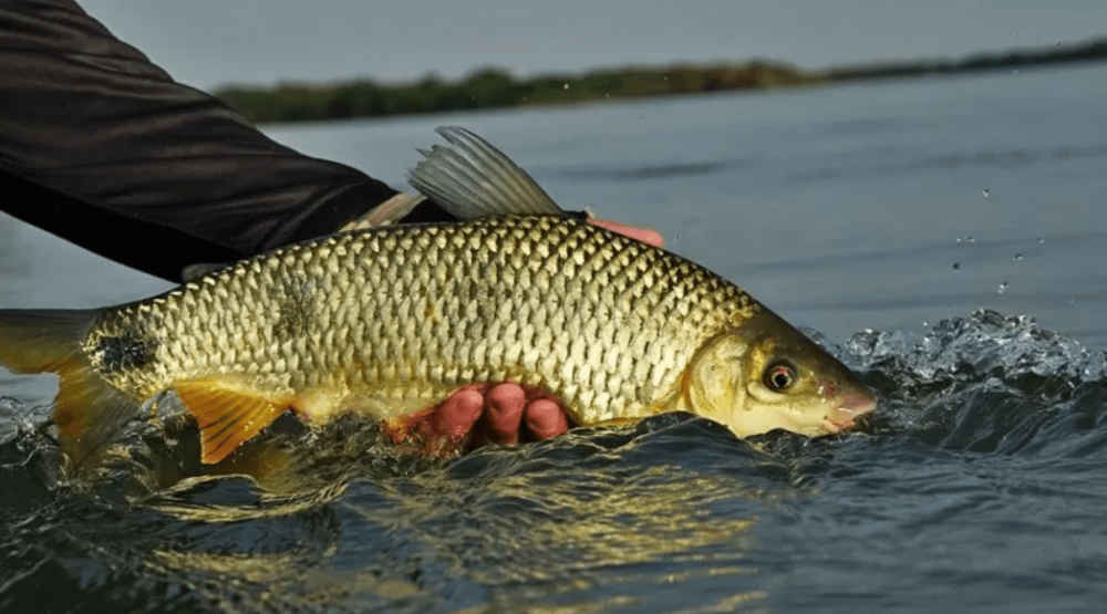 Quer aprender a pescar? Tem curso gratuito de pesca esportiva em MS