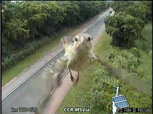 VÍDEO: Passarinho é flagrado se 