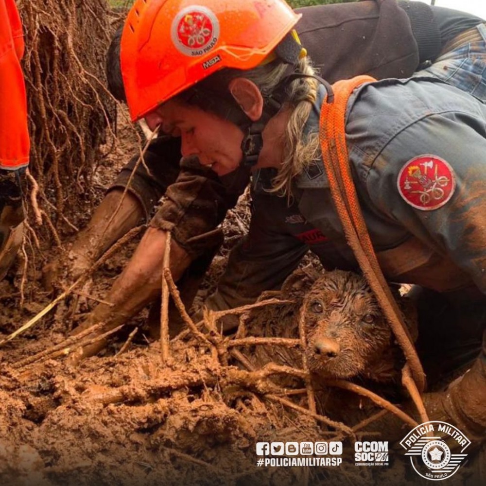 Cachorro é resgatado pelo Corpo de Bombeiros após ficar soterrado